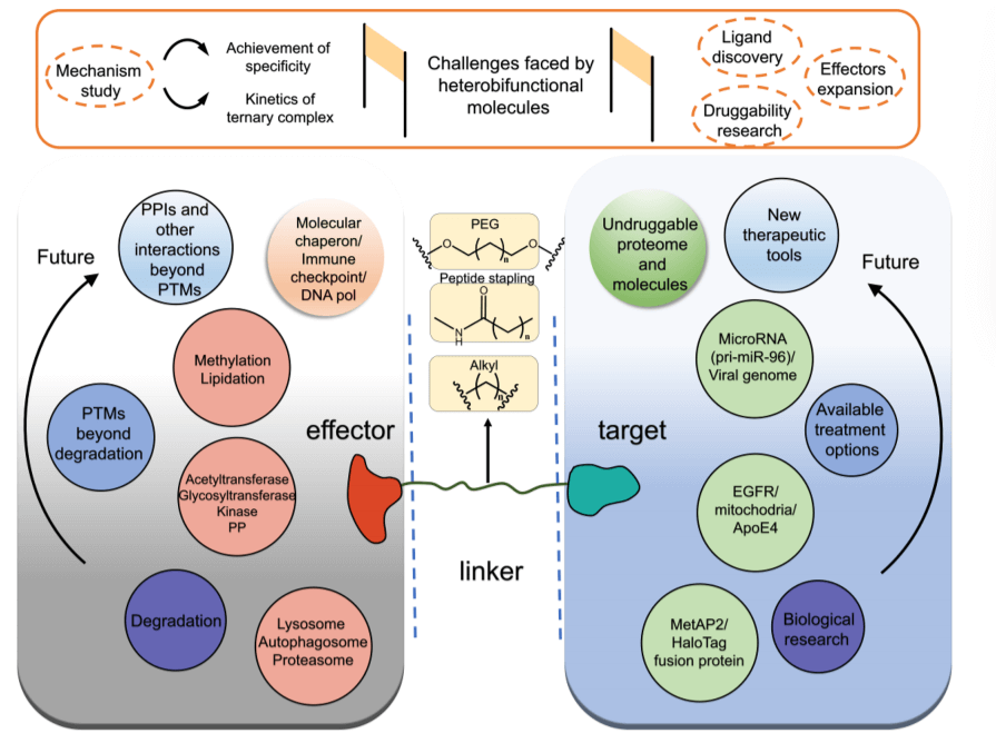 Research Progress of Heterobifunctional Molecules